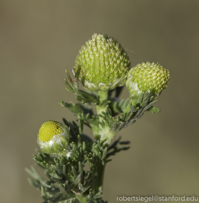 pineappleweed